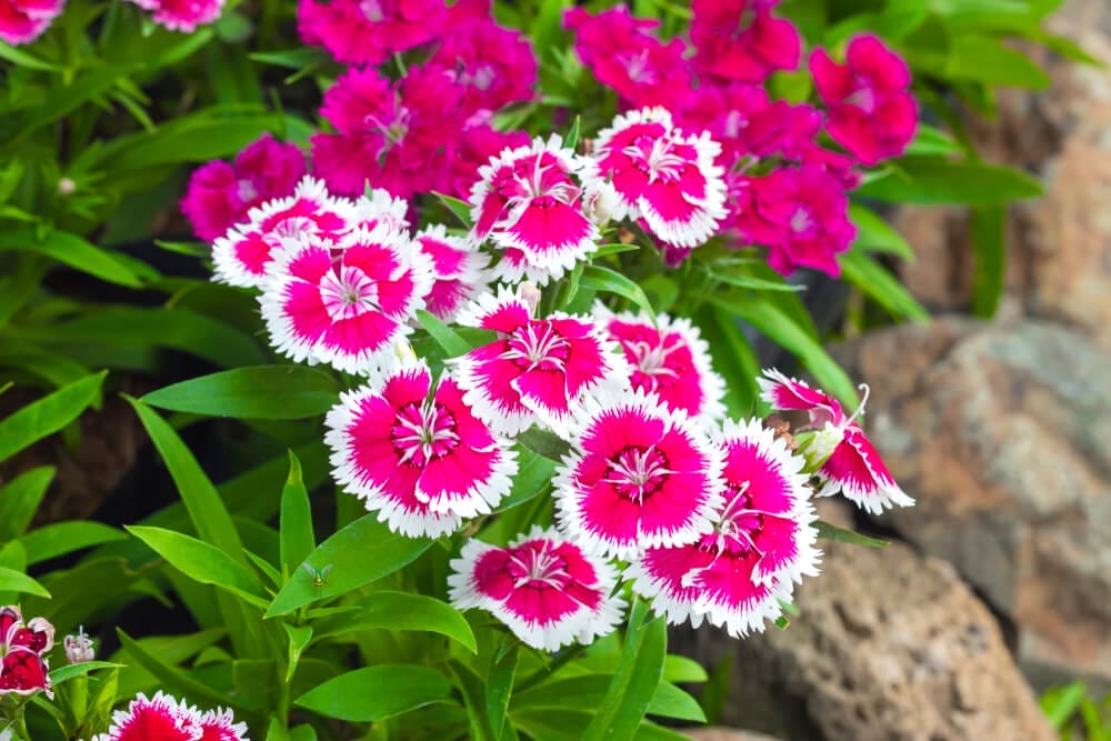 dianthus