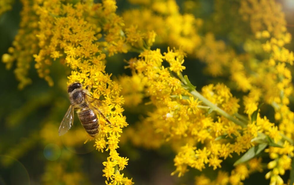 goldenrod