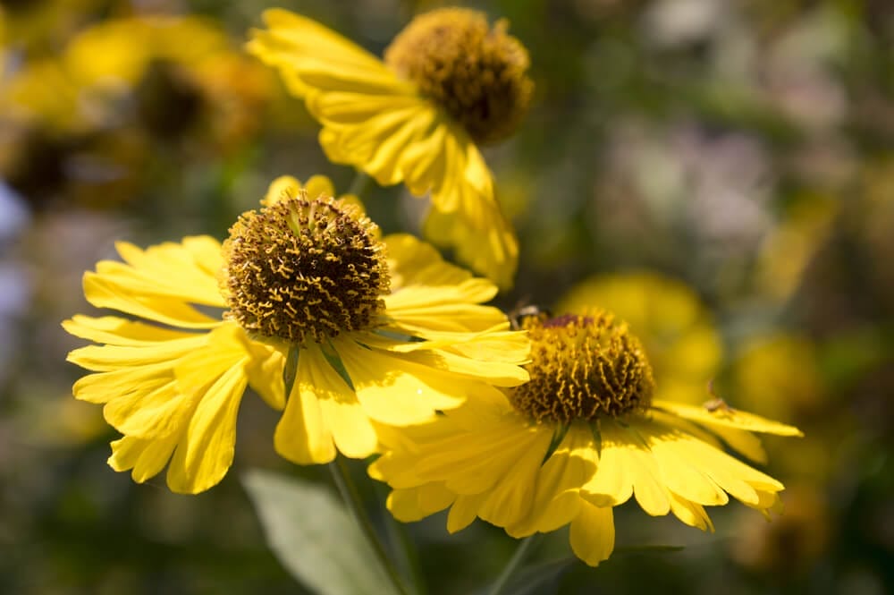 heleniums