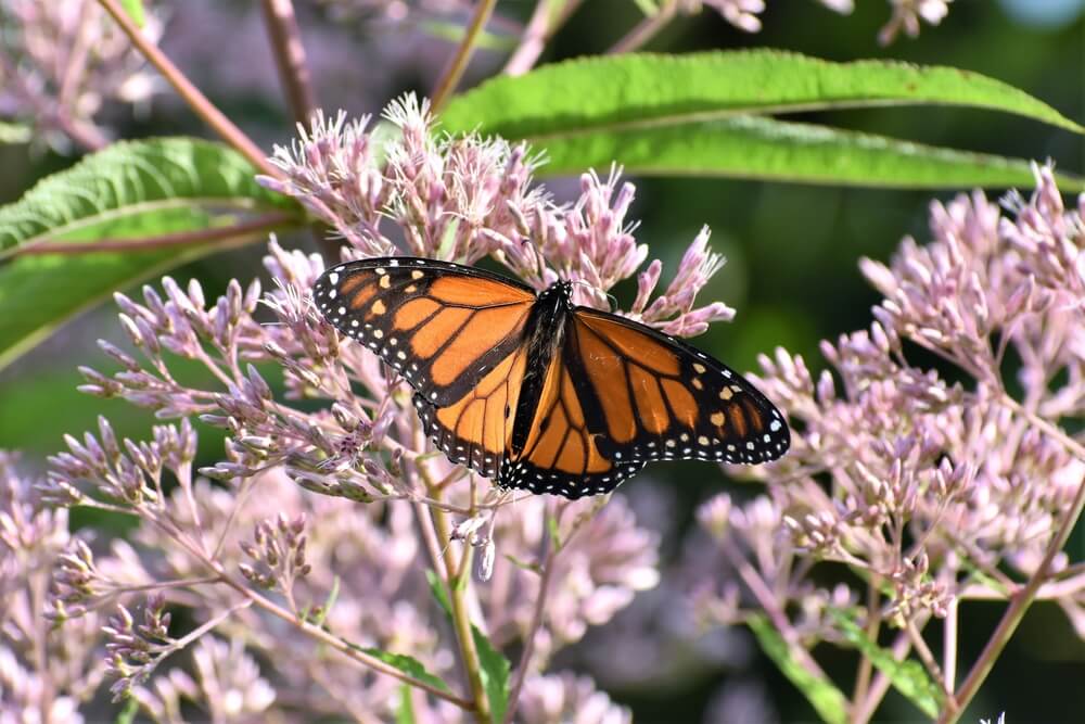 joe pye weed
