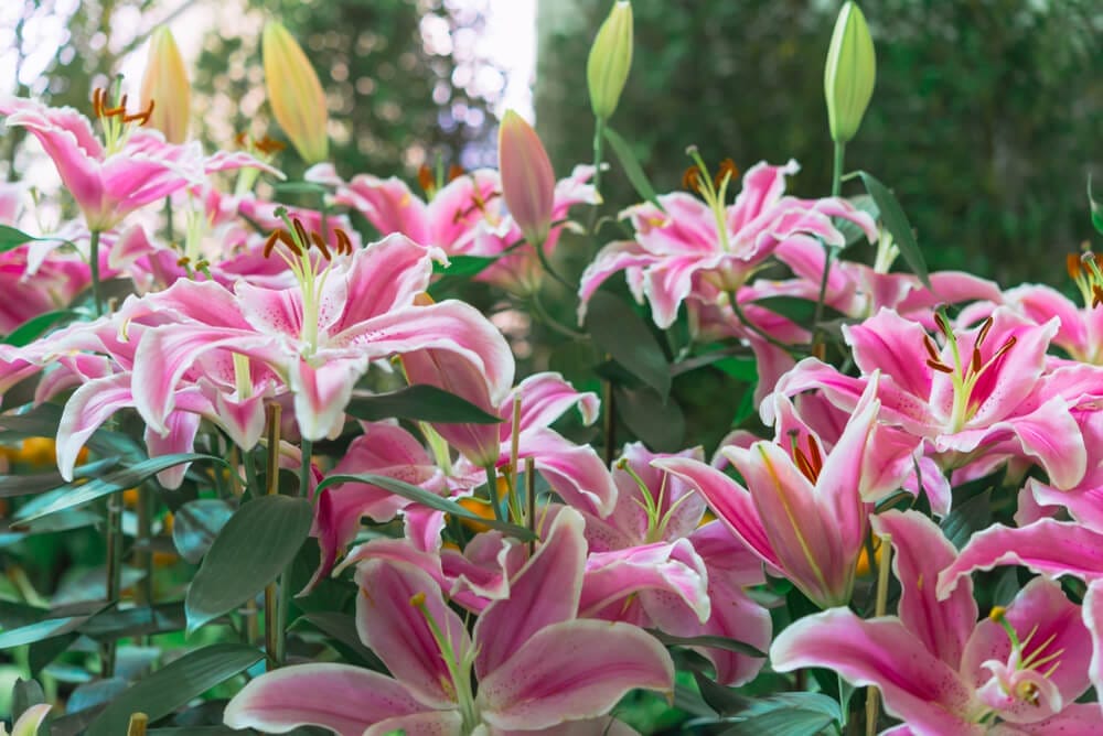 lily