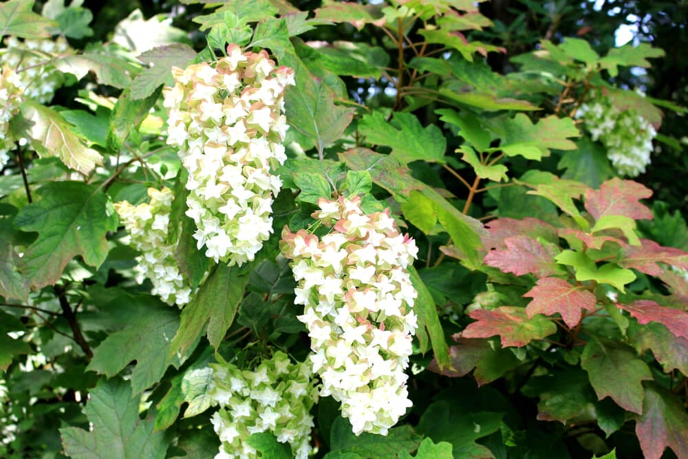 oak leaf hydrangea