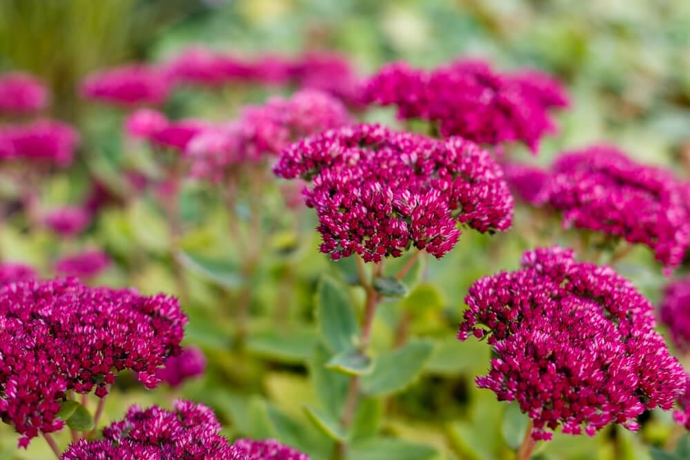 sedum