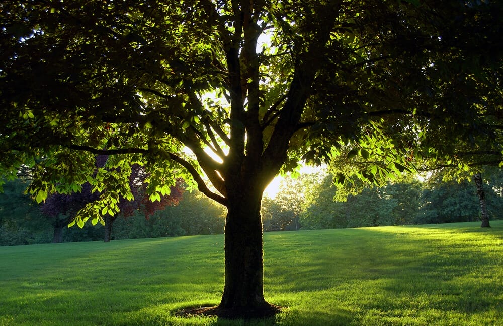 shaded tree