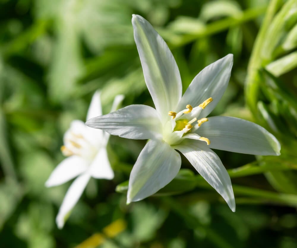 star of bethlehem