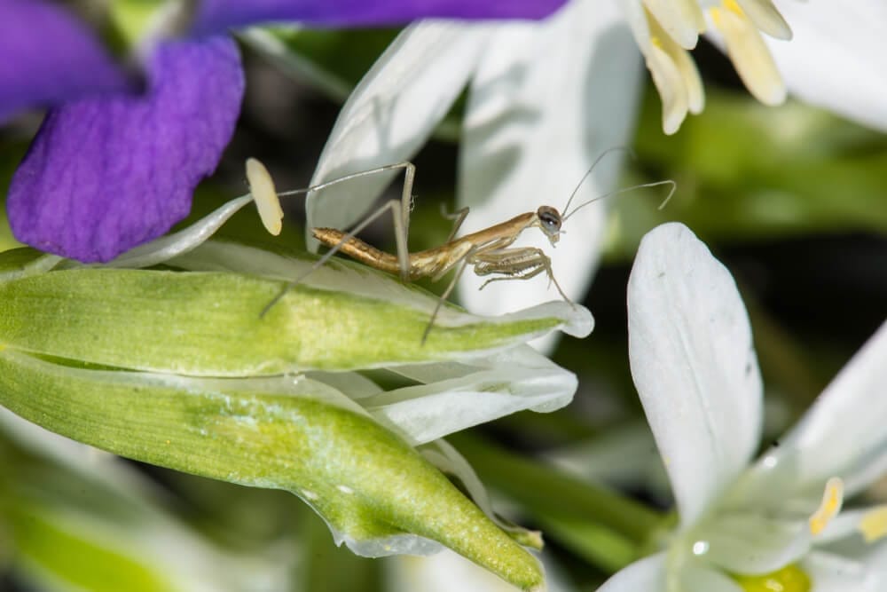 Star of Bethlehem Pests