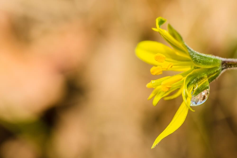 Watering Star of Bethlehem