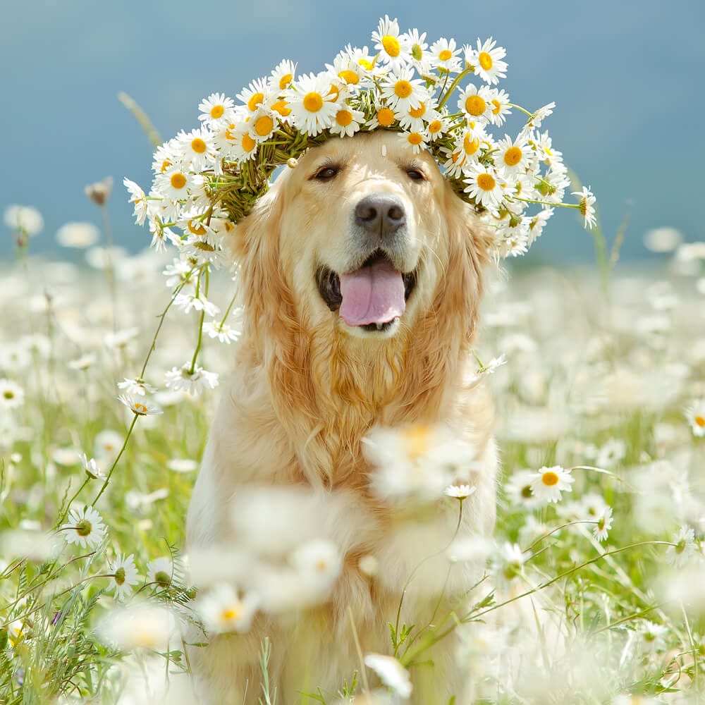 daisy pests