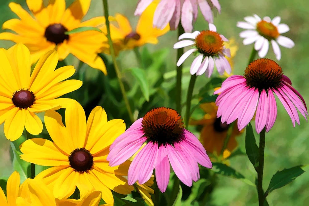 coneflower