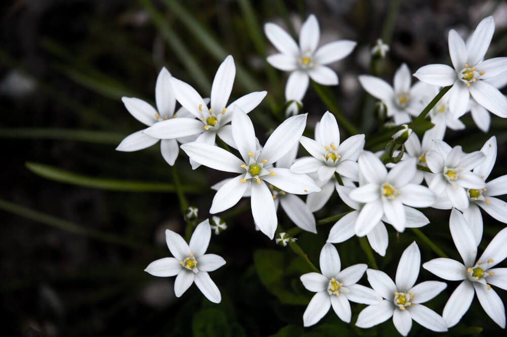 Star of Bethlehem