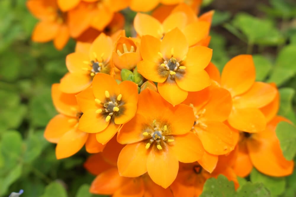 Star of Bethlehem
