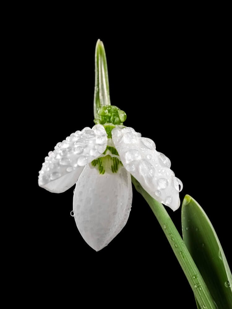 watering snowdrops
