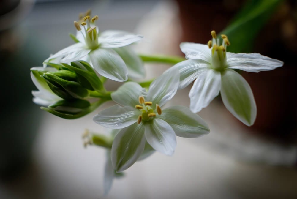 Star of Bethelehm Bulbs