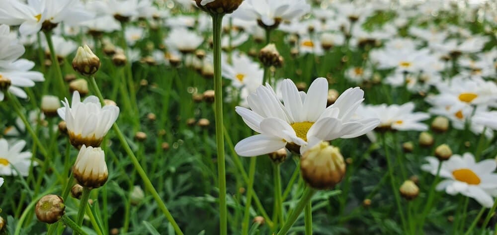 daisies 