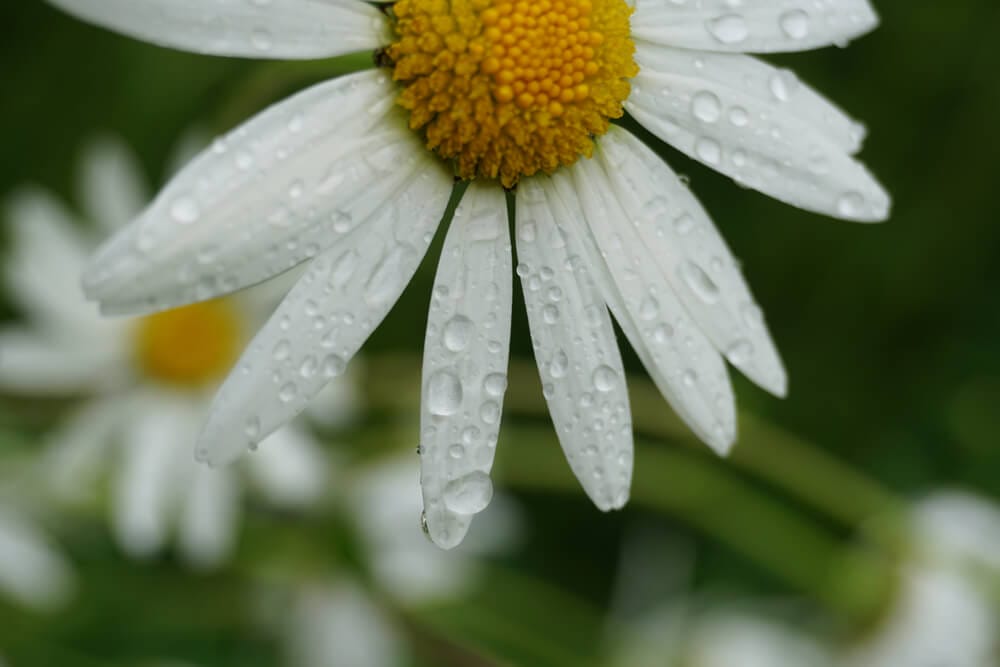daisy flowers