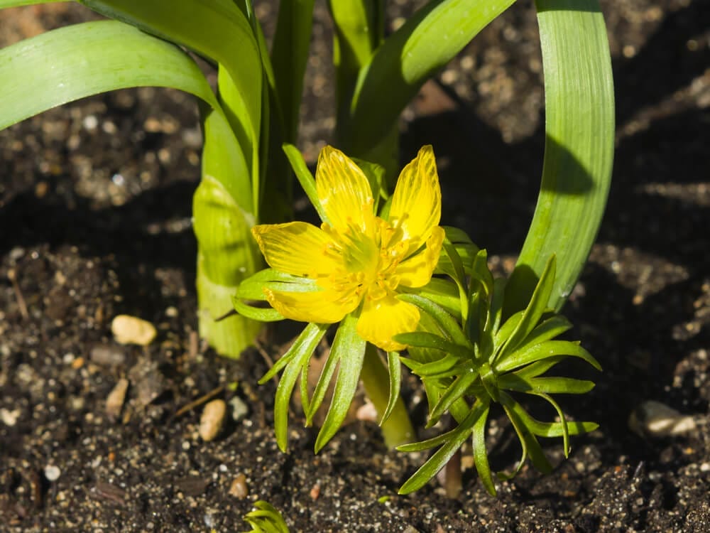winter aconites growing
