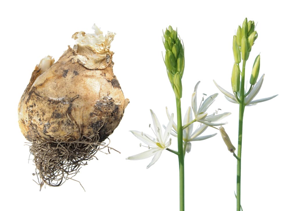 star of bethlehem bulbs