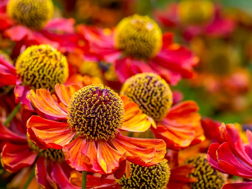 sneezeweed