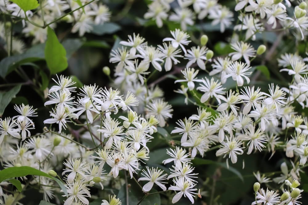 sweet autumn clematis