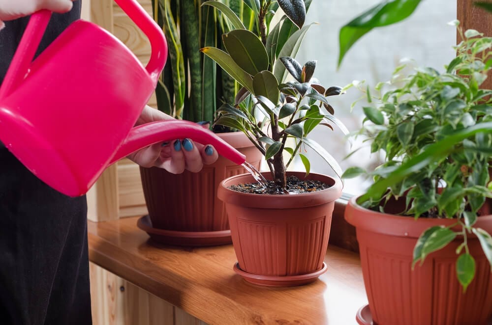 watering indoor plants - most common gardening mistakes
