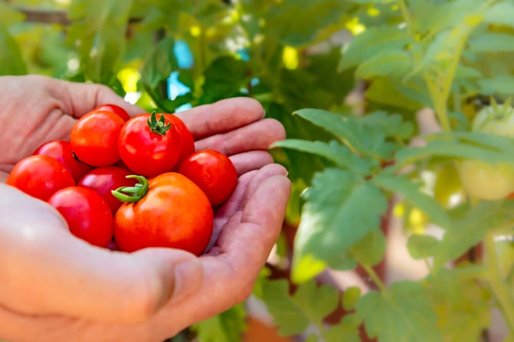 Harvesting Vegetables