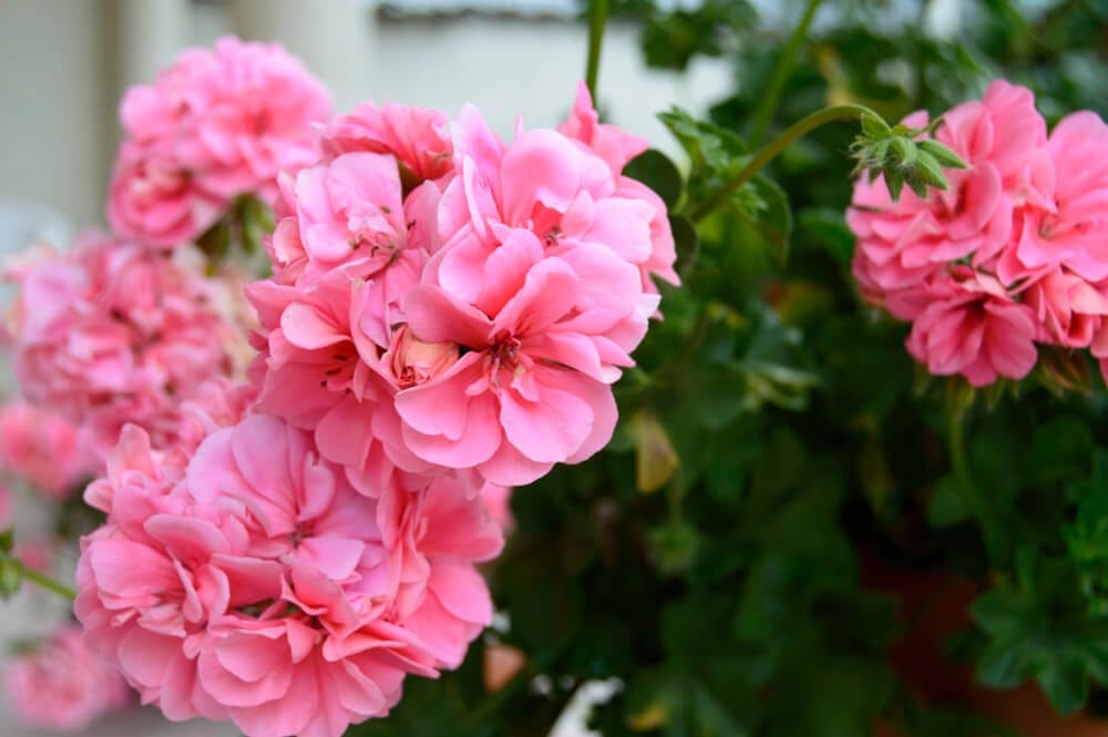 begonia
