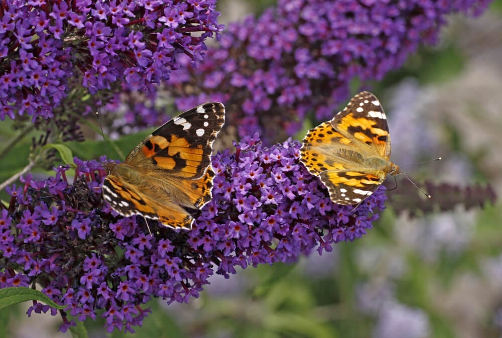 butterfly bush