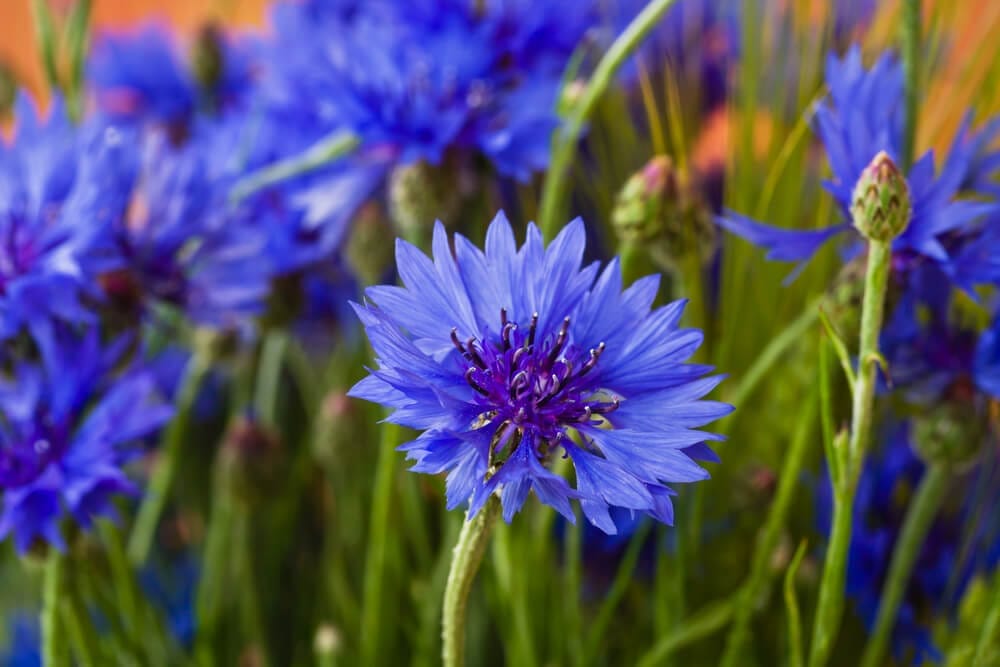 cornflower