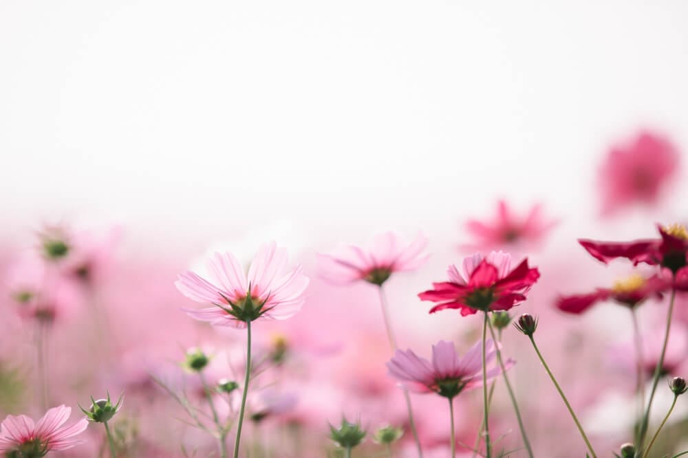 cosmos