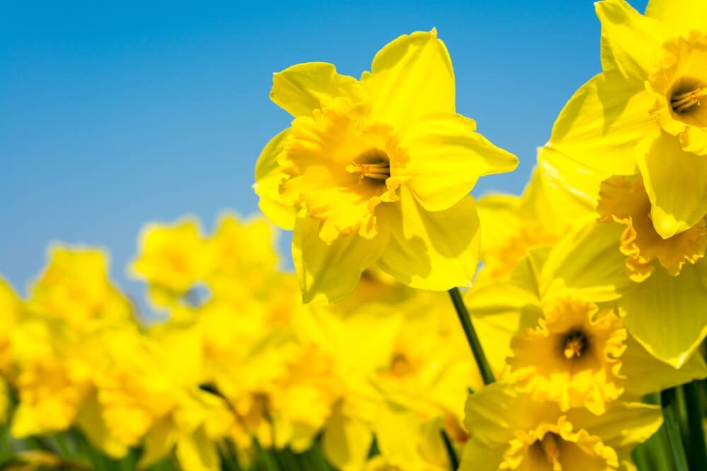 daffodils