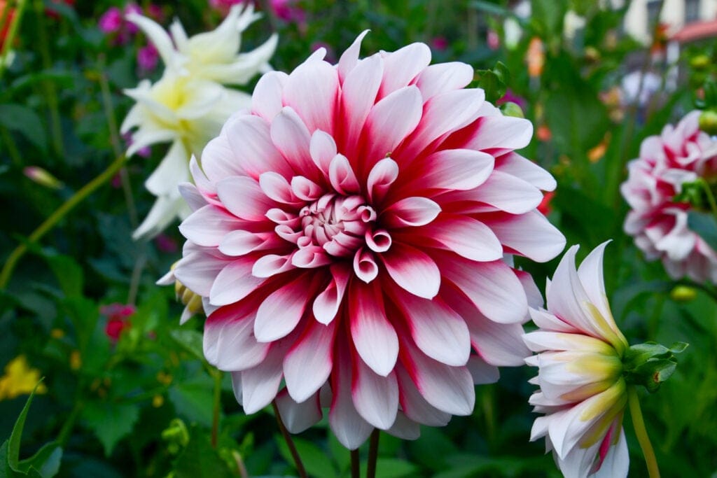 dahlia flowers