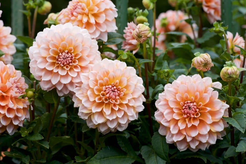 dahlias