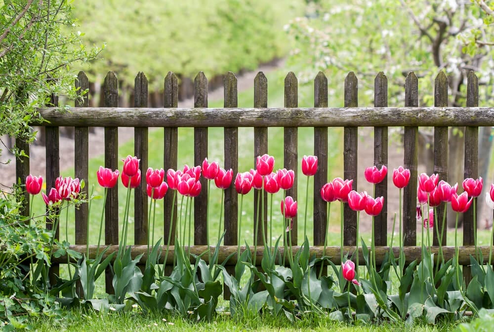 garden fence