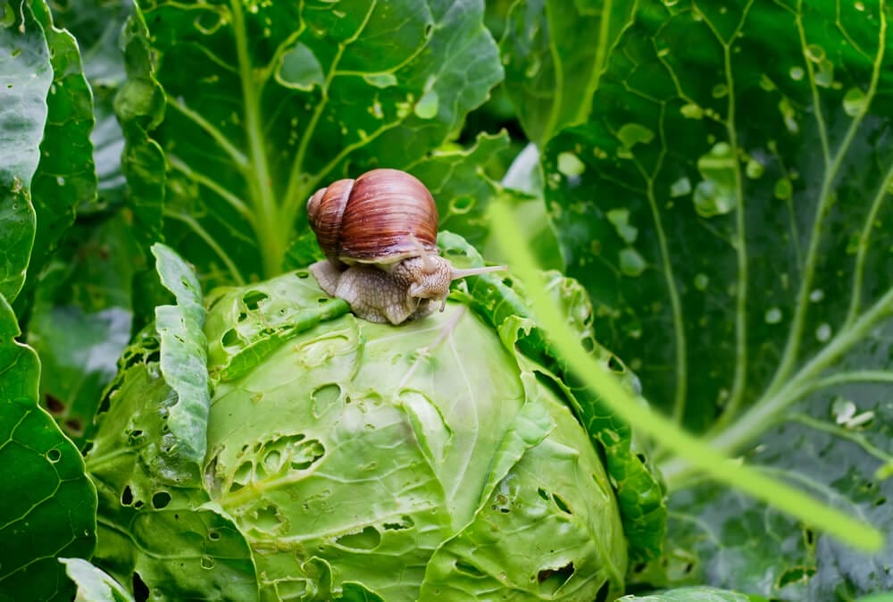 garden pests