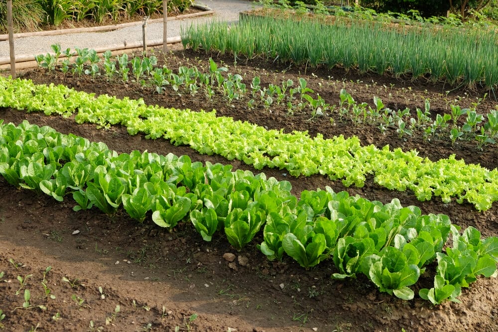 garden spacing - most common gardening mistakes