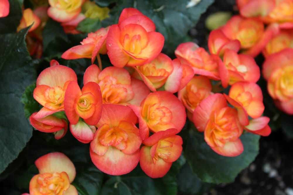 geraniums