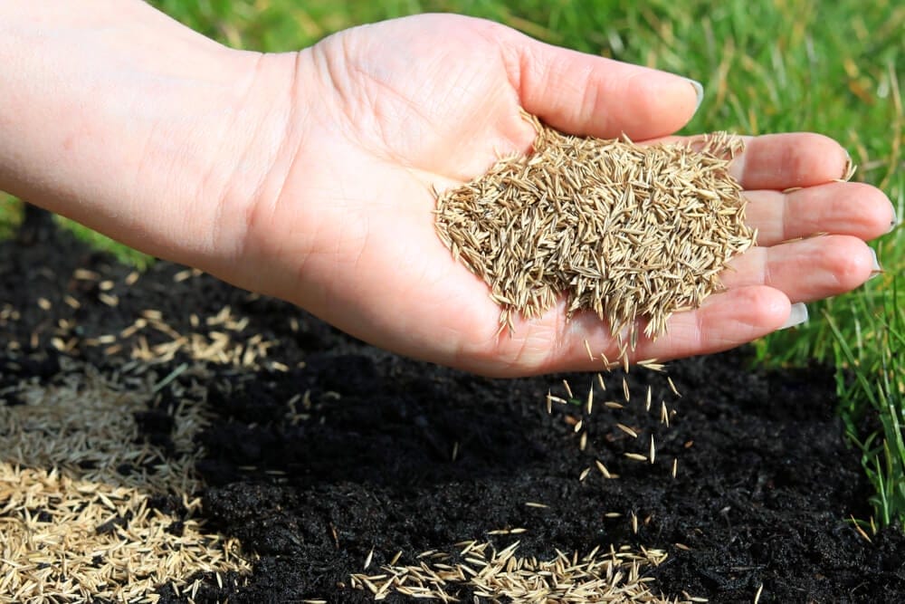 grass seed