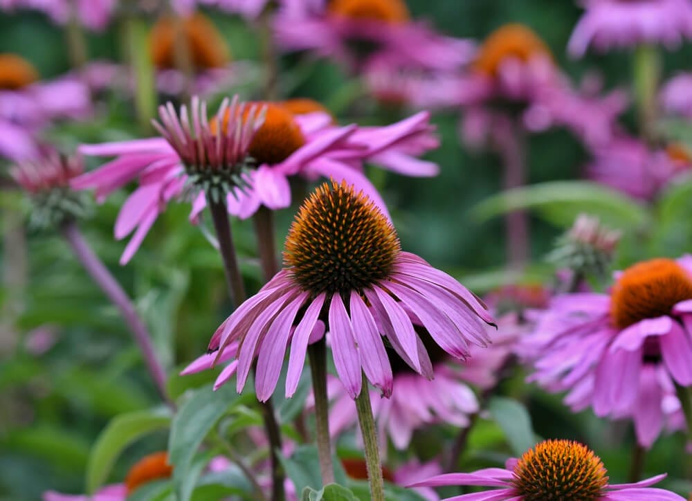 native flowers