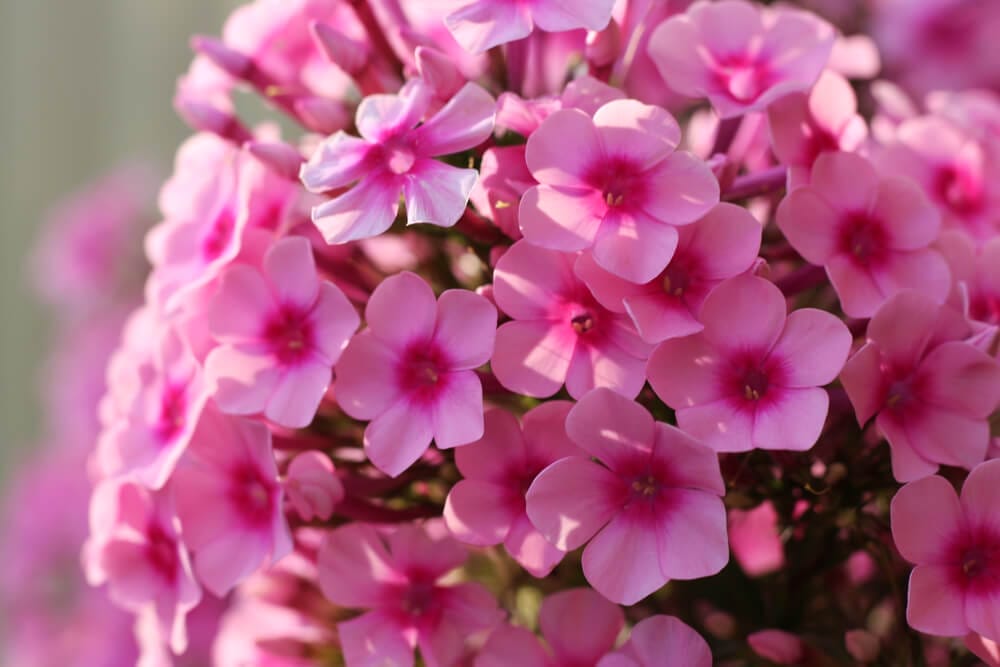 phlox
