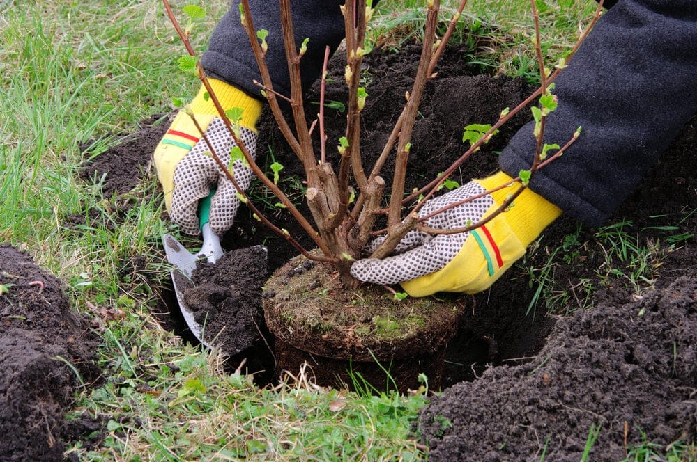 plant trees