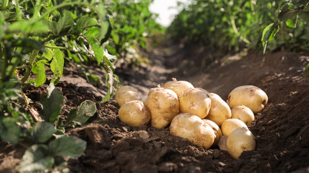 planting crops - most common gardening mistakes