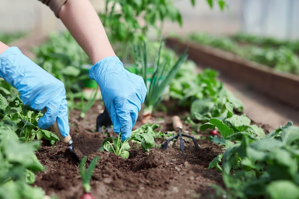 planting wrong plants