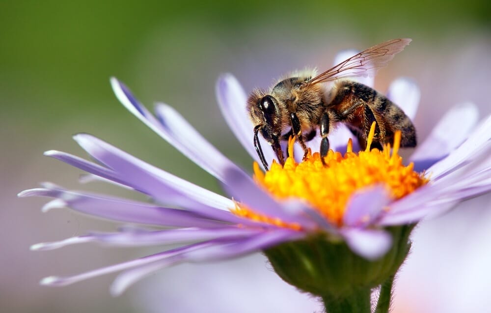 pollinators