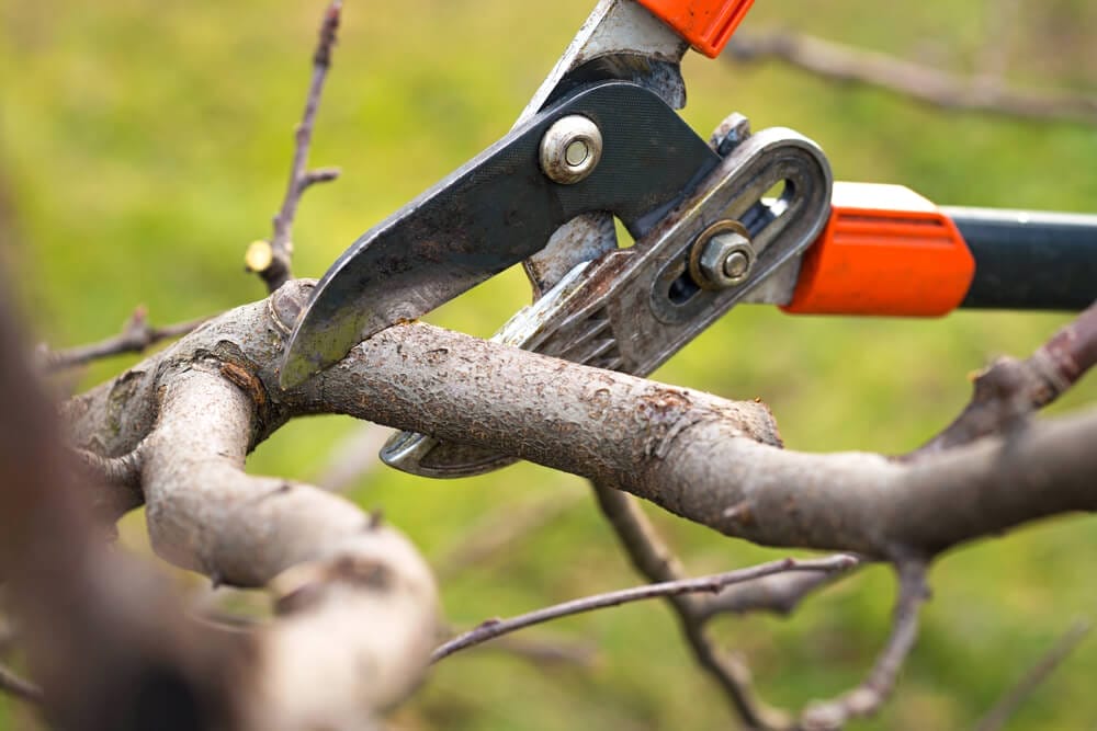 pruning