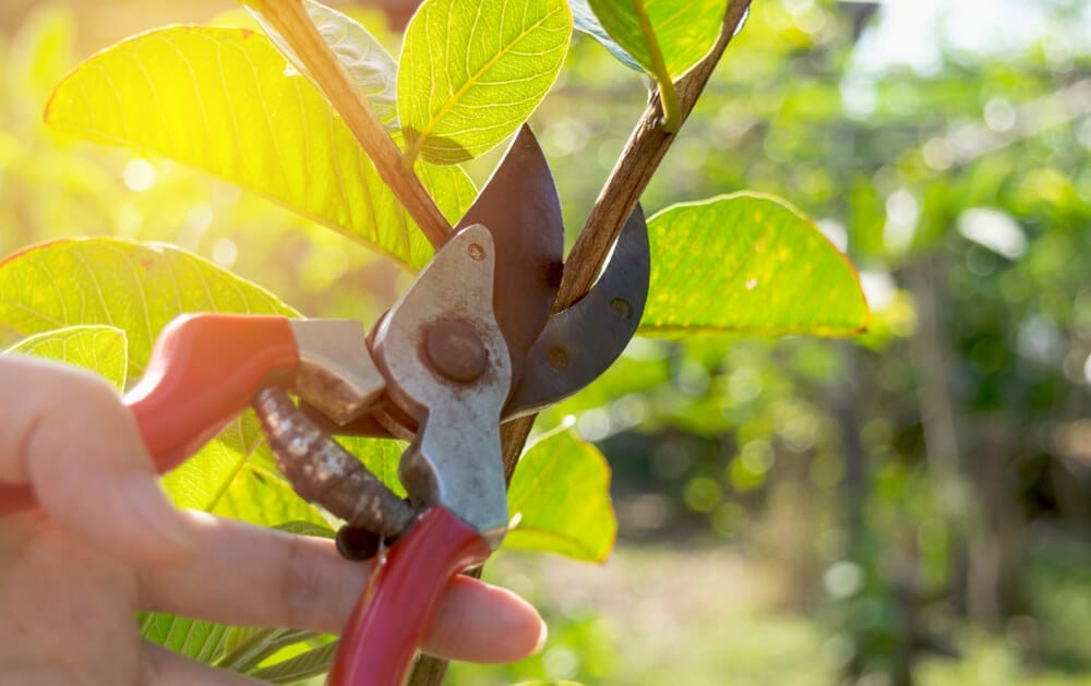 pruning