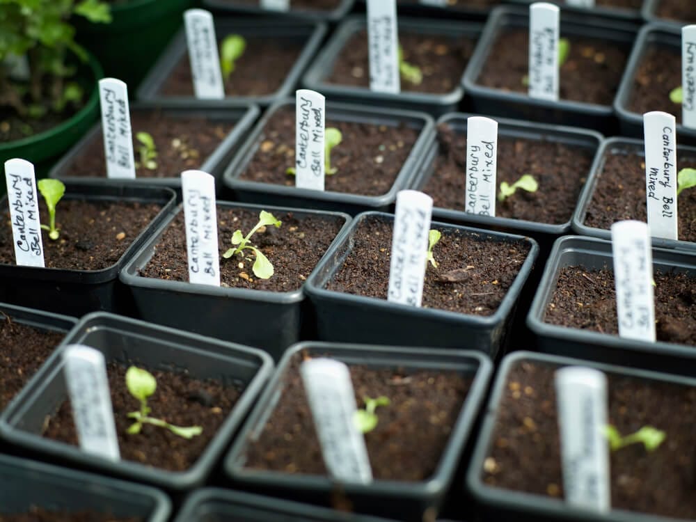 plant labels
