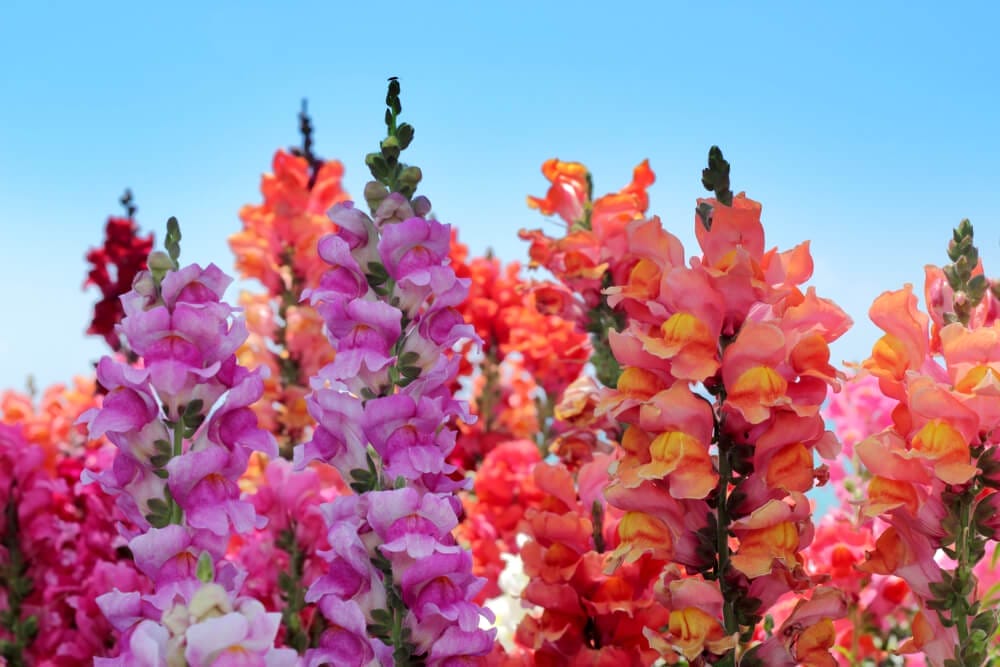 snapdragon