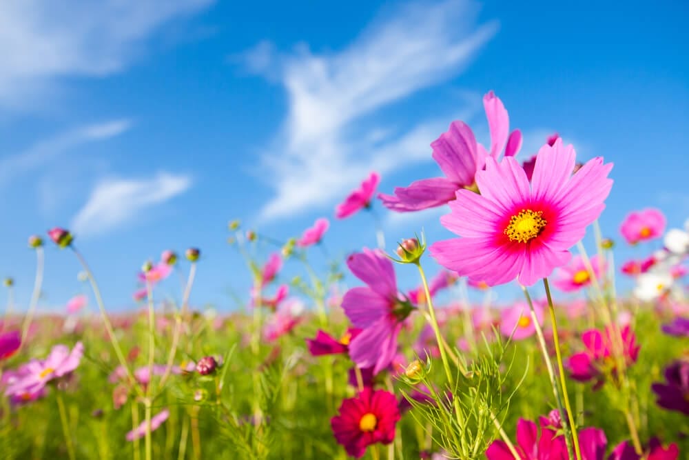 spring flowers 4