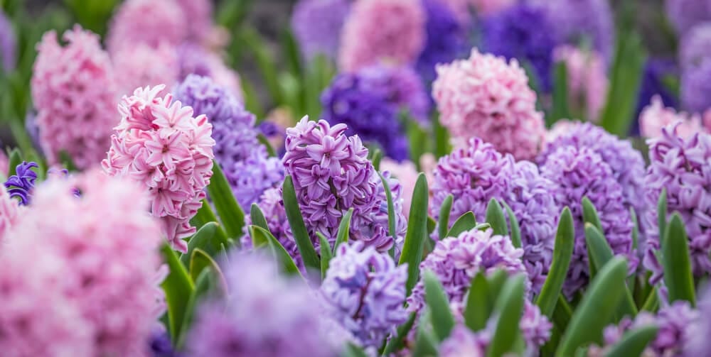 spring flowers