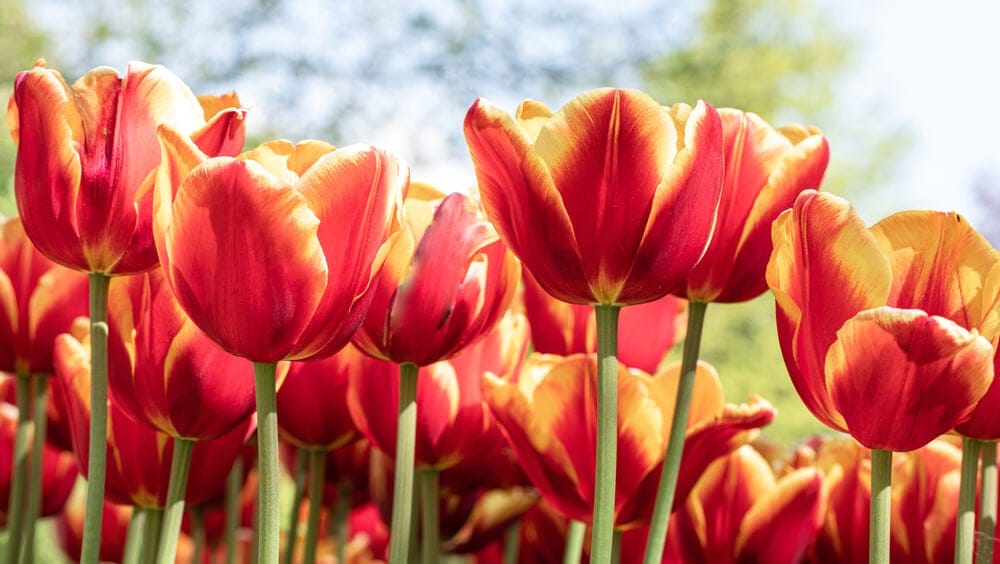 tulips